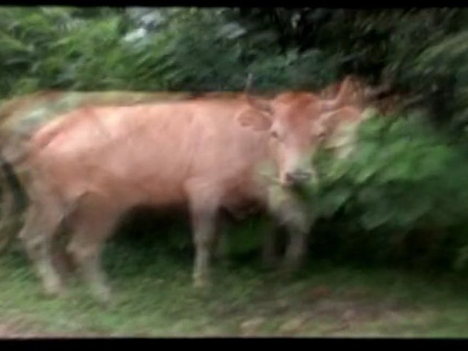 MadCows