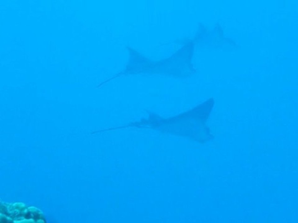Les raies léopard à Tahiti sur le spot "mont ray ray" (Punaauia)
