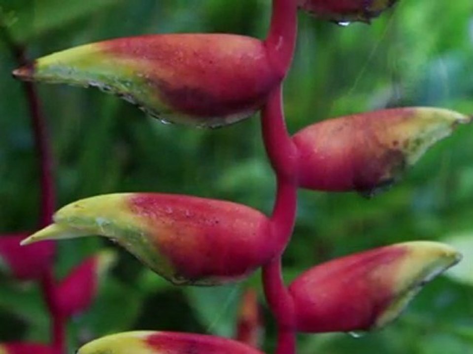 Je sais que toi aussi-Poésie