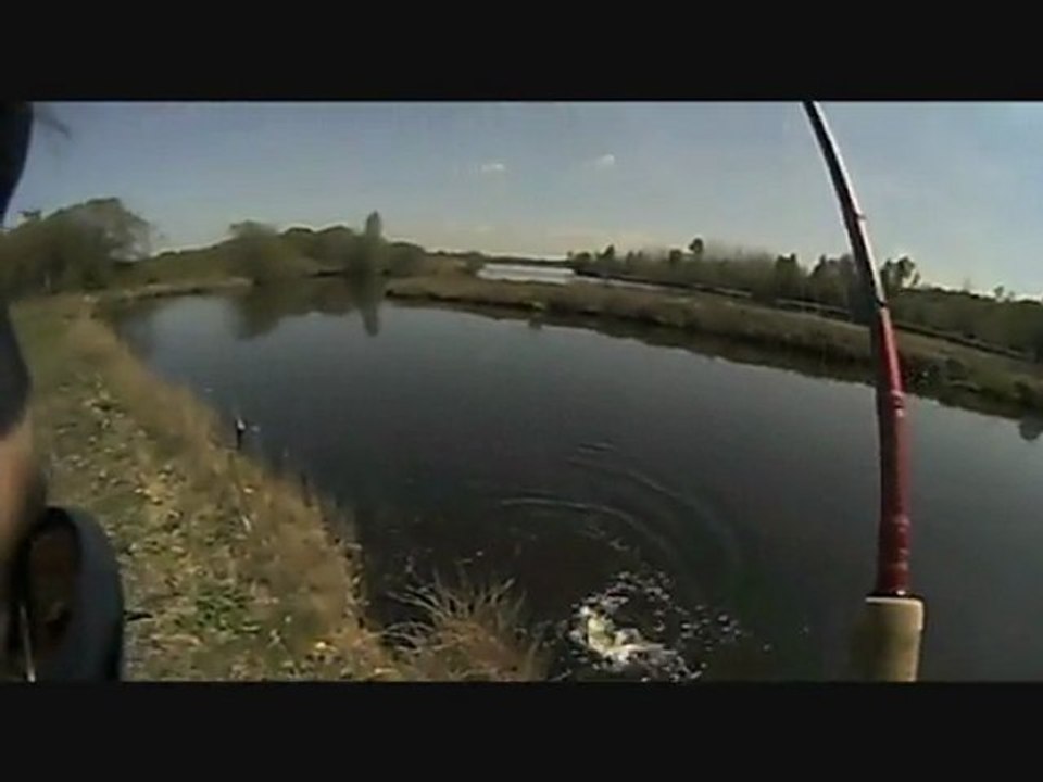 Bait & See -  FISH AS YOU ARE