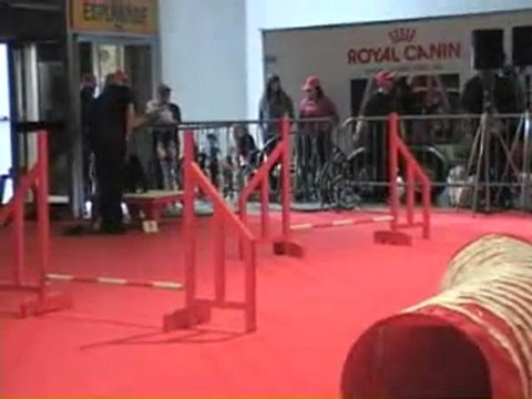 03 04 2011 - démos Agility (matin)- CCSLiège- Salon Animalia