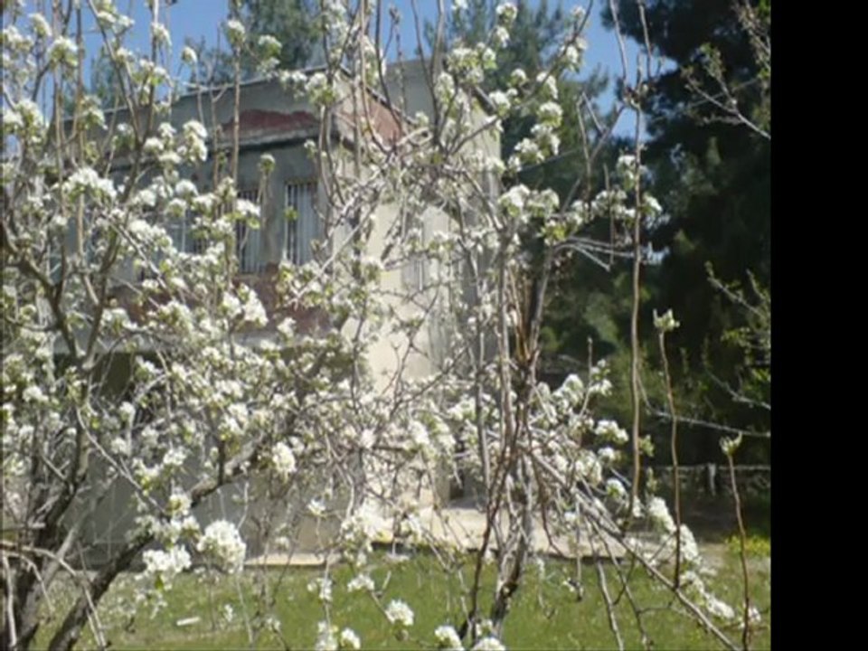 İnci Çayırlı-Bir seni,bir gülü öptüm,gizlice