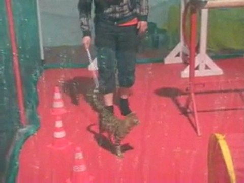 03 04 2011 Cat Agility - Salon Animalia - Liège