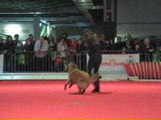 03 04 2011 Démo Obérythmée 3 (tervu) - CCSLiège - Salon Animalia