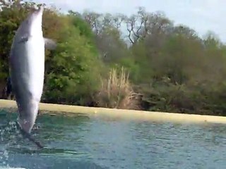 spectacle des dauphins (extraits)