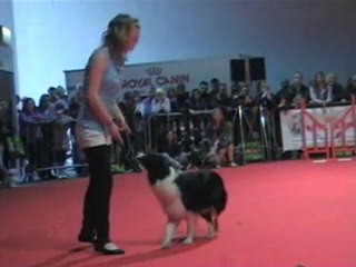 03 04 2011 Démo Obérythmée Border (a.m)-CCSLiège -Salon Animalia