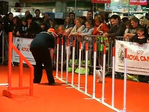 03 04 2011 Jack Russell agility - Salon Animalia Liège