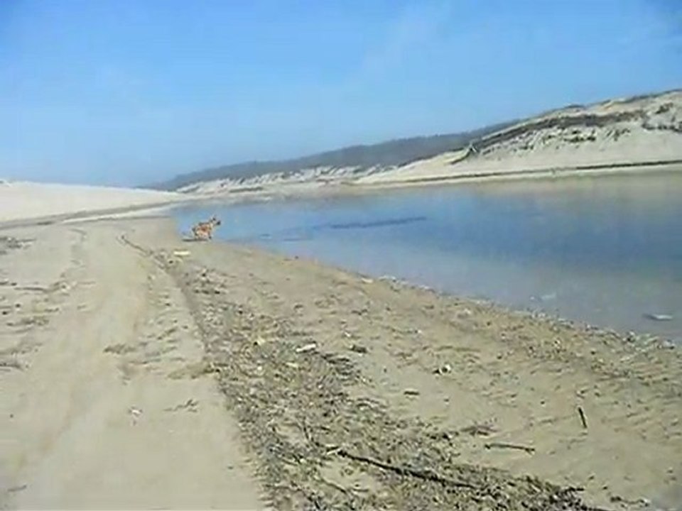 Aquaplaning Dog Memphis