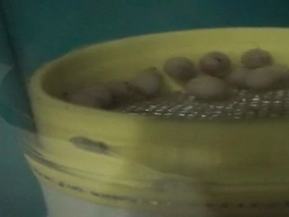 FRONTOSA BLUE ZAİRE KAPAMPA YUMURTALARI 04.04.2011   SAAT:16:00