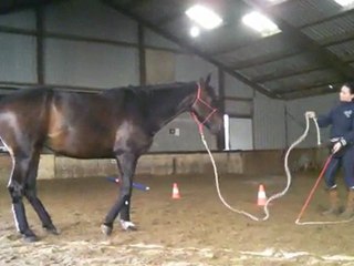 Jodie and Evolution x Play 7 games Level 1