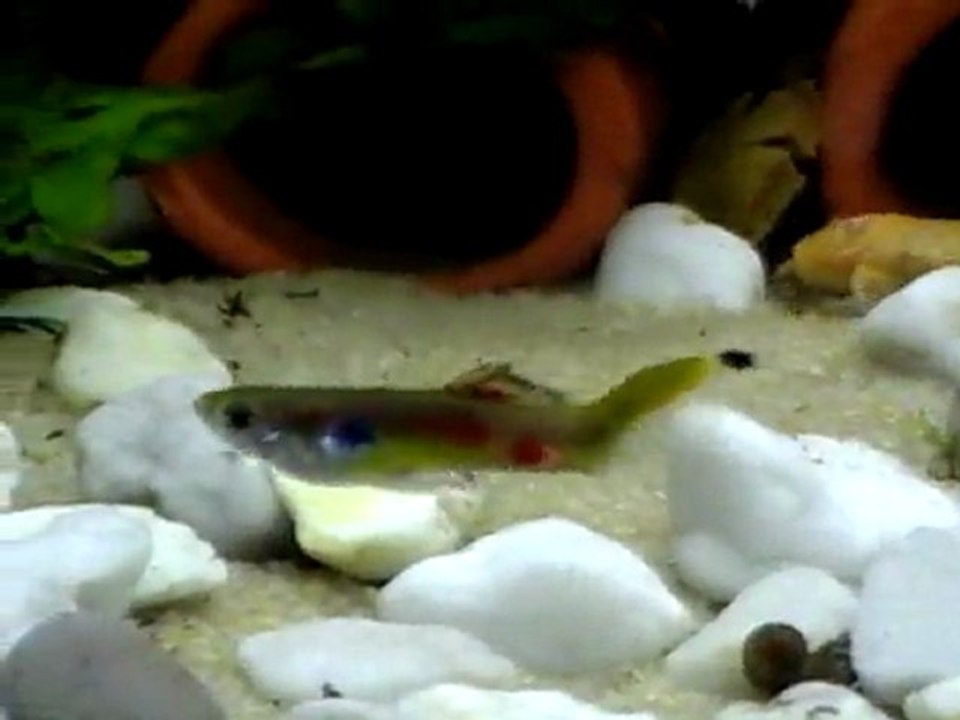 guppy