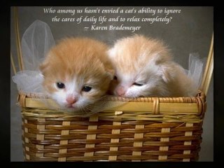 Cats and Quotes Free Screensaver