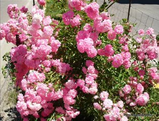 Mahmut Polat  Dağlara