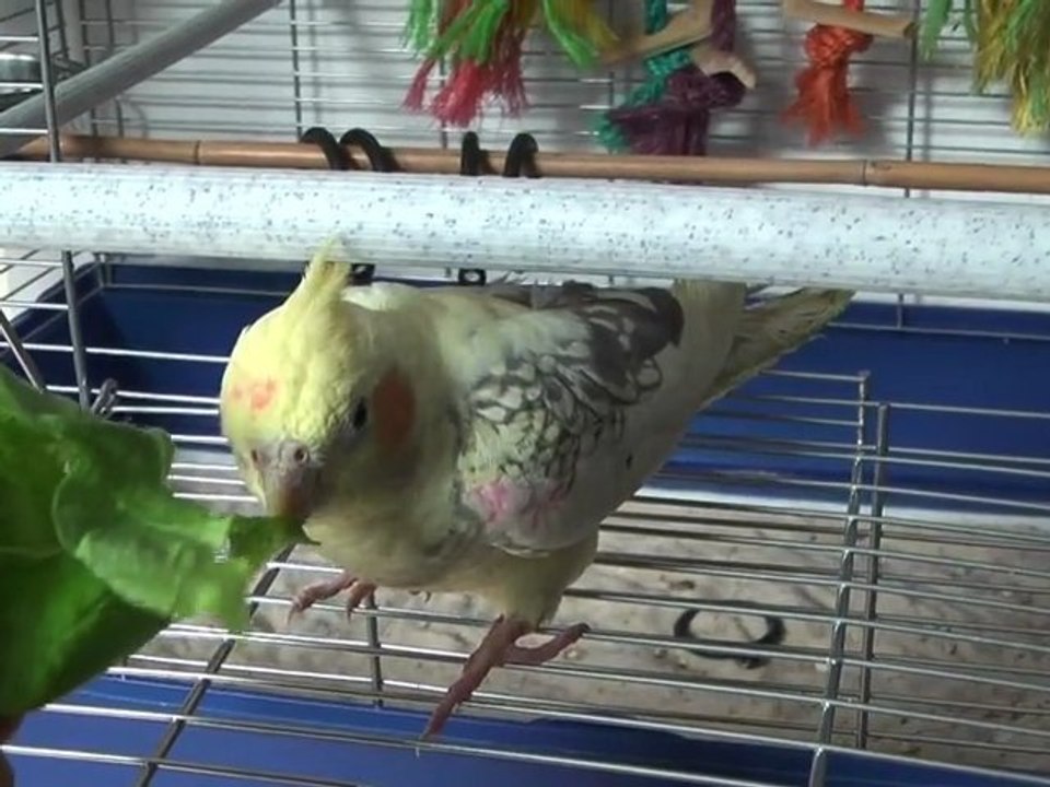 kimy