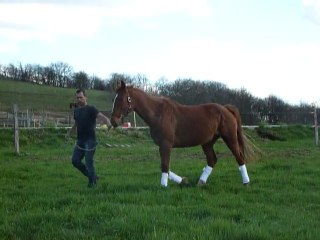 Cirilenza trot en liberté