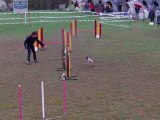 Agility, Epagneul Breton, E'lia, Jarny 3 avril 2011, 2eme degre