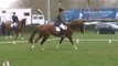 cce am2 dressage wallers avril 2011