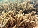 Scientists: Great Barrier Reef Threatened by Toxic Flood Debris