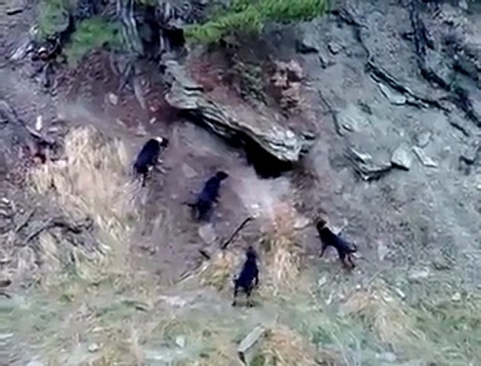 AH ŞU ÇILGIN TÜRKLER :)