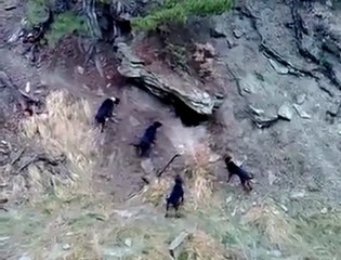 AH ŞU ÇILGIN TÜRKLER :)