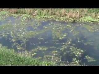 Banjica - Rgoska banja Knjaževac