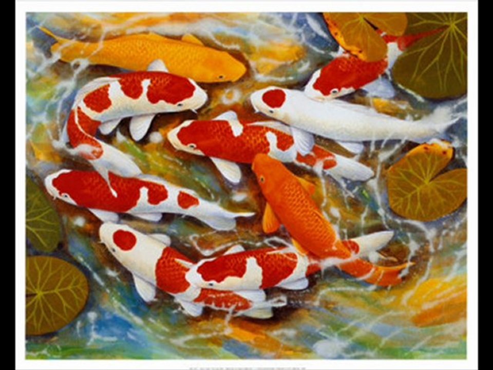 Koi Fish Drawings Slideshow