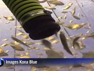 Arabic-Web-Overfishing forces US to farm its future catch