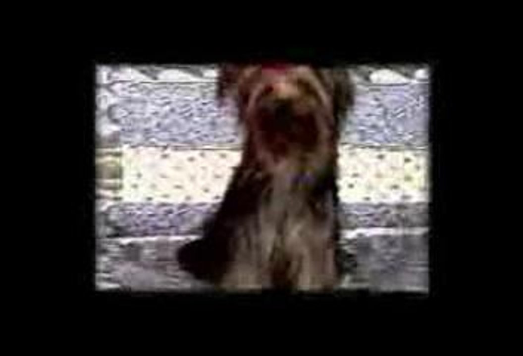 Un chien explose