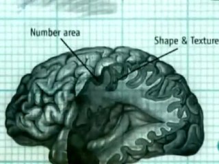 Realidad virtual: Cerebro y consciencia