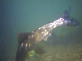 test vidéo sous marine ombre commun sorgue