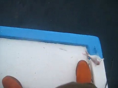 darbogaz olta balık avı kaptan ferdi rez.05372905856