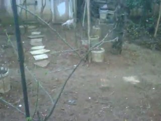 senbul (akron & persia)