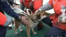 Собака плавала в море на обломках после цунами