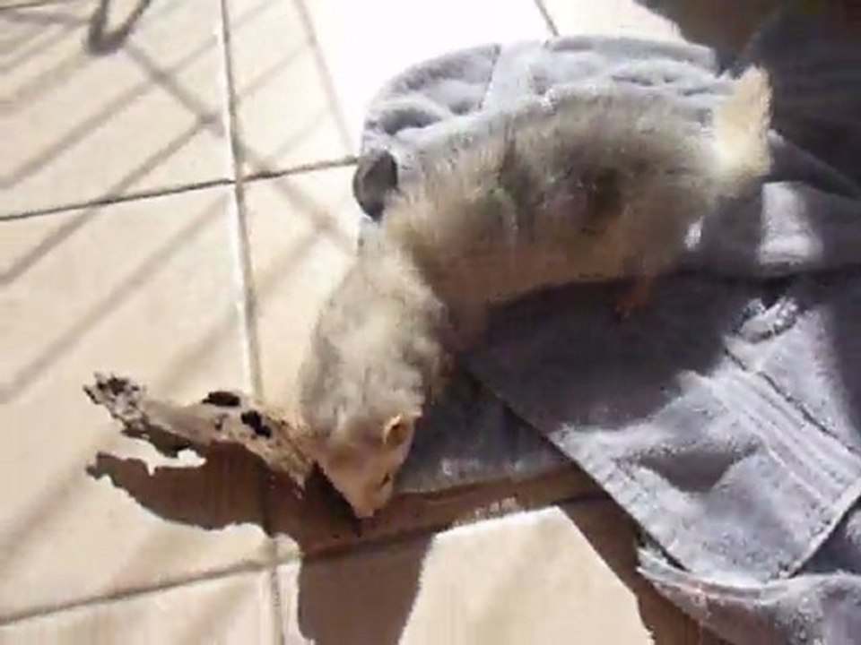 Le gros nounours blanc : Diwal très joueur