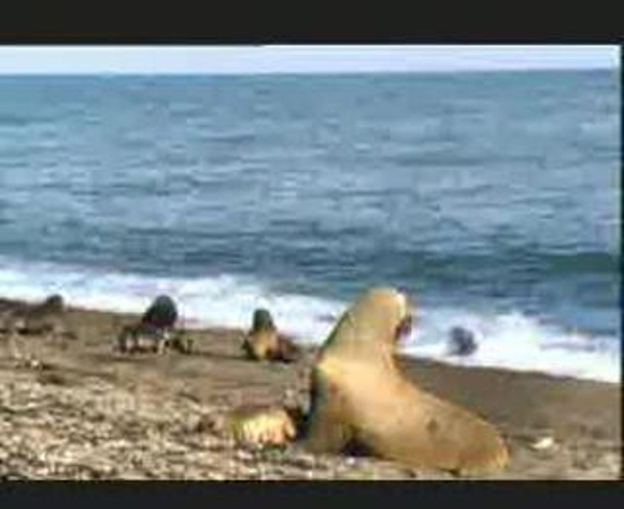 Seal