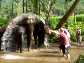 Arrosage des éléphants - Patara Elephant Farm