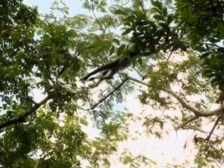 la forêt sous les tropiques, bande-annonce