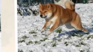 Shiba Inu from Hillock Snowy Hiver 2010 - 2011