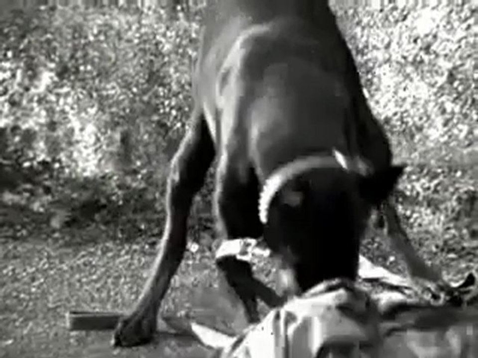 Short Germany Movie of  Doberman