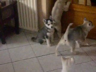 des loups de la forçet femelle 4