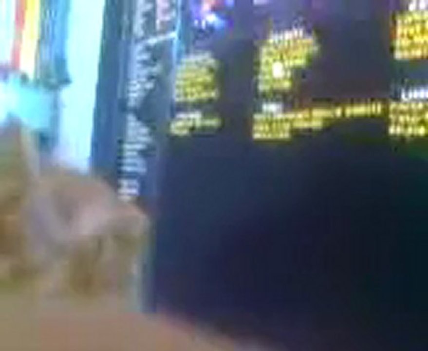 Cat playing Star Pirates