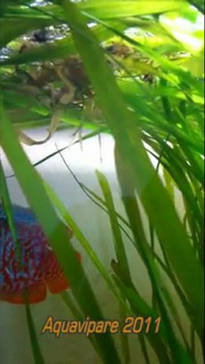 mâle colisa avec le nid de bulles