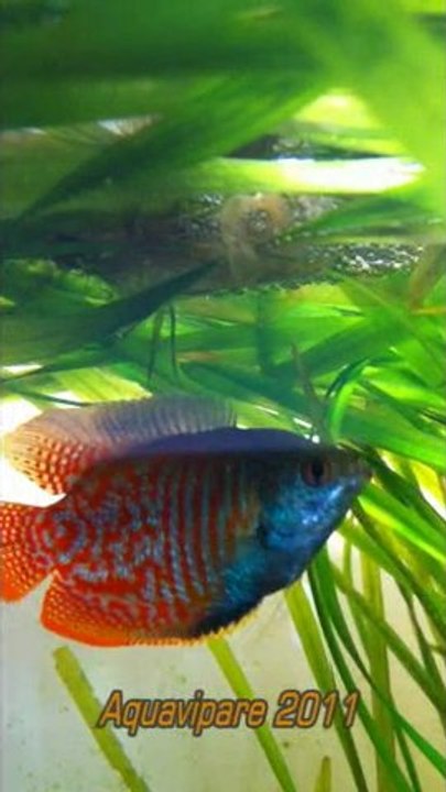 mâle colisa construisant le nid