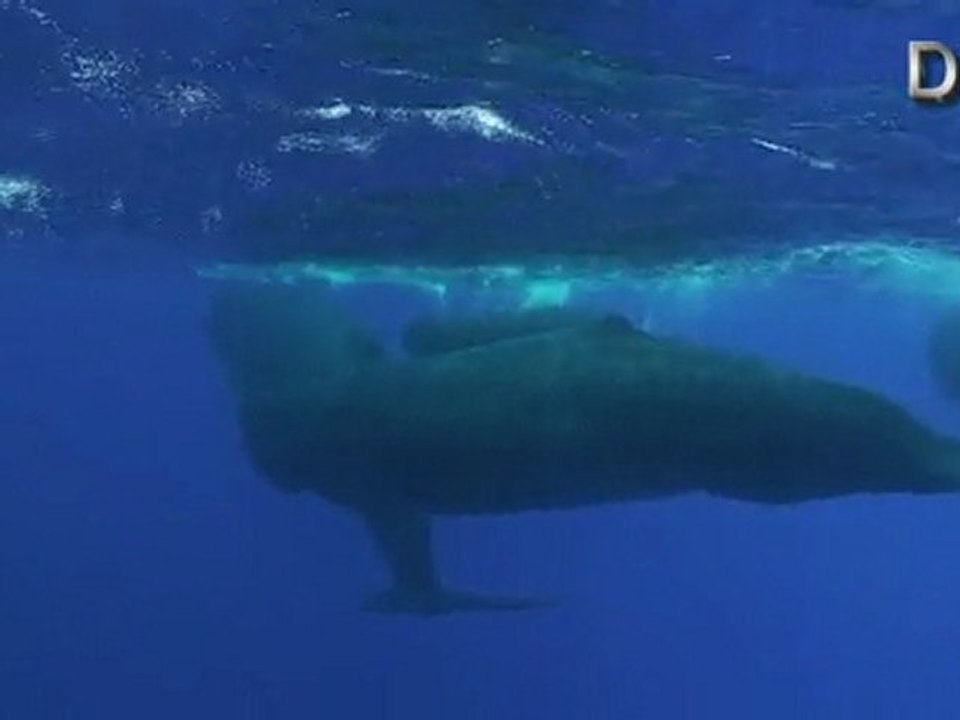 Un pod de cachalots dans l'ocean indien - Pod of sperm whales