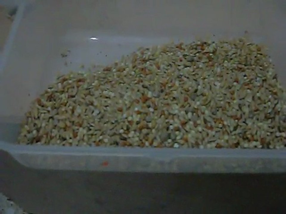 Yem ayıklama makinası