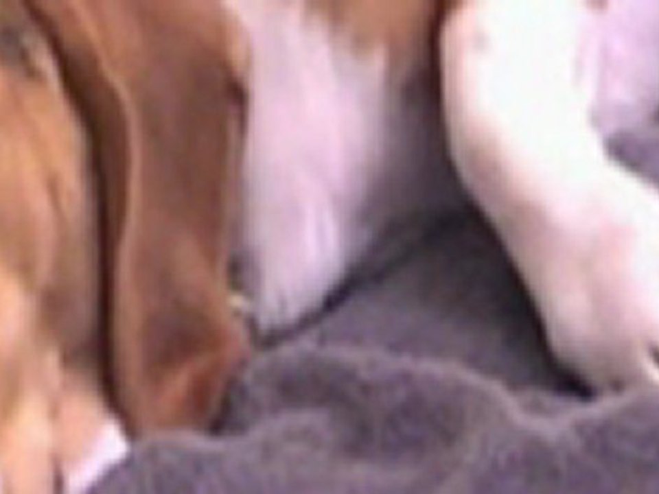 chiens soucis