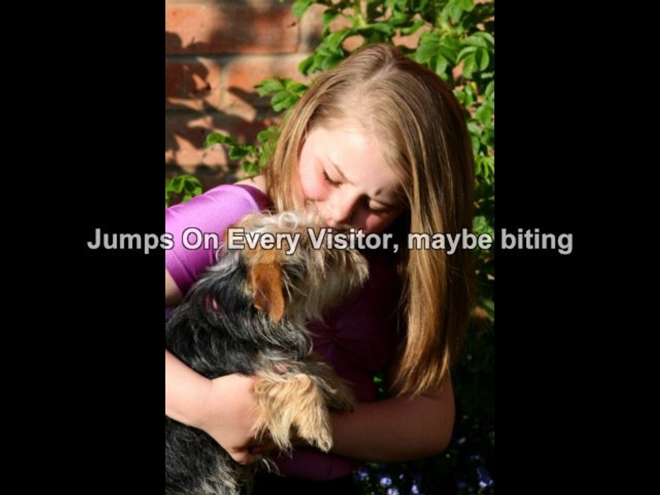 How To Train A Puppy Dog