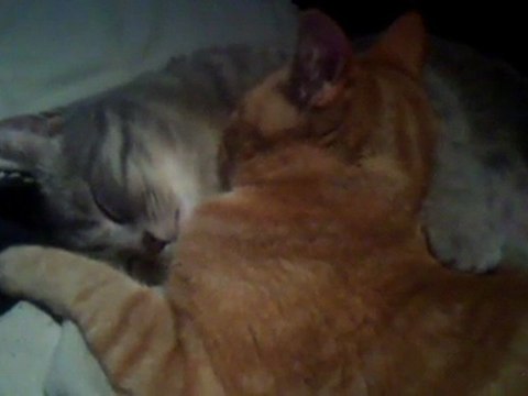 2 chattes trop mignones se lechent