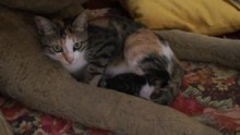 Ma chatte en Tunisie. Моя кошка в Тунисе