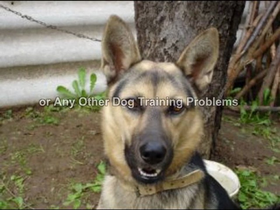 Dog Training Methods